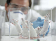 2019ʵ鶯ֳרҵô_ѧʲô_ǰ