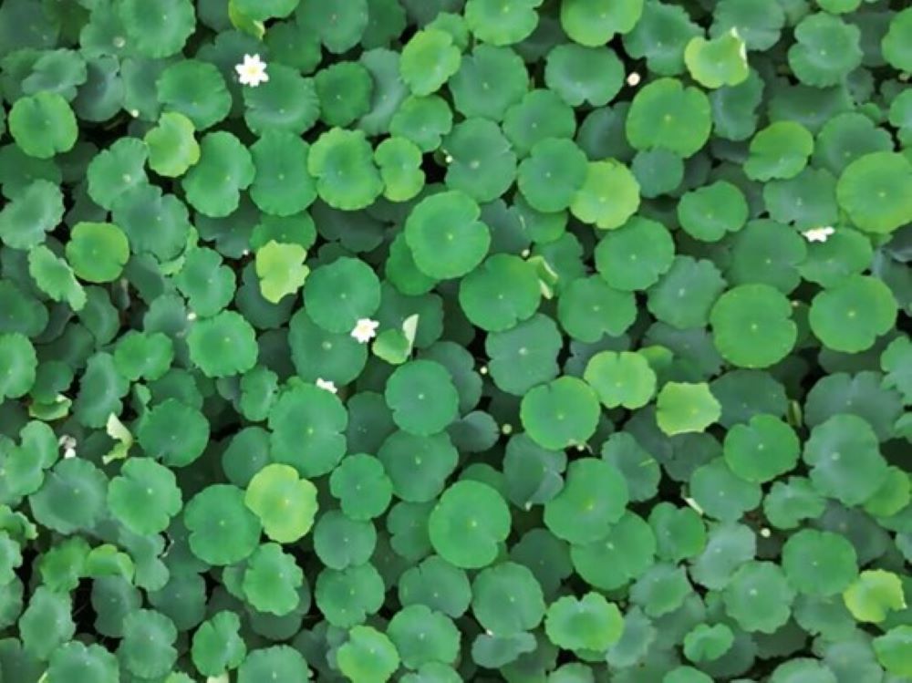 ɽѧѧԺE·Сʵţͺ԰߽ʪ̬̬