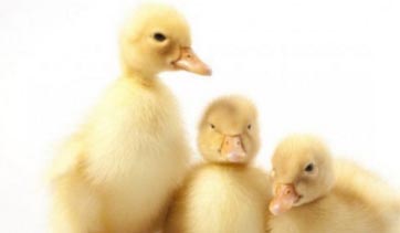 ־ԶһѼ˾ļСҵʷ